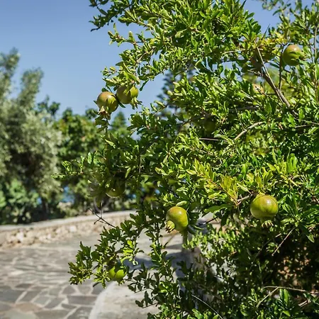 Holiday home Ploes Luxury Pesadha