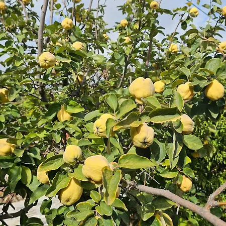 Prázdninový dům Ploes Luxury *