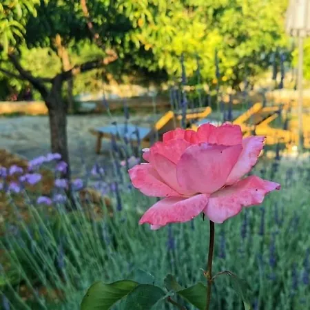 Hébergement de vacances Ploes Luxury