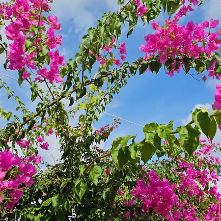 Ploes Luxury Hébergement de vacances Pesádha